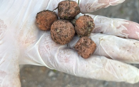 Sospette polpette avvelenate nell’area cani