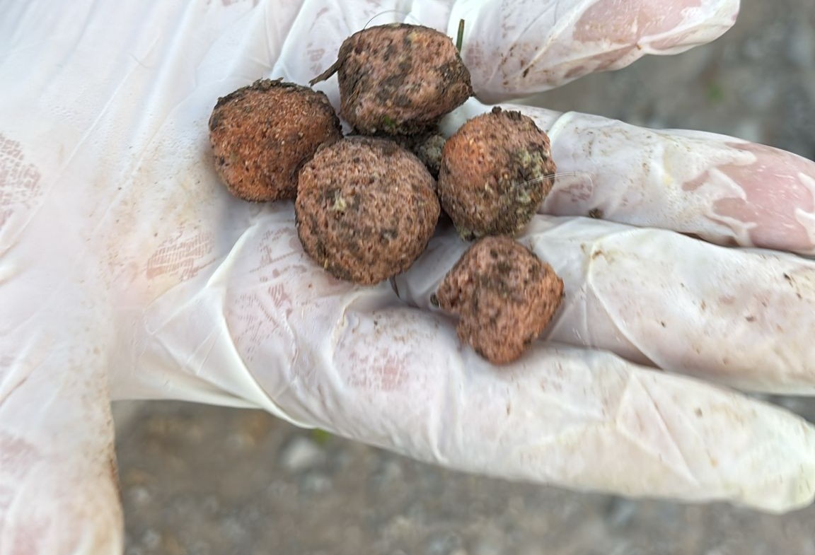 Sospette polpette avvelenate nell’area cani