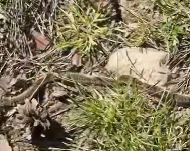 Allarme processionaria e il Parco chiude per il vento