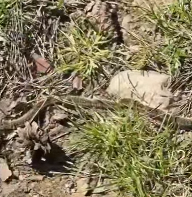 Allarme processionaria e il Parco chiude per il vento