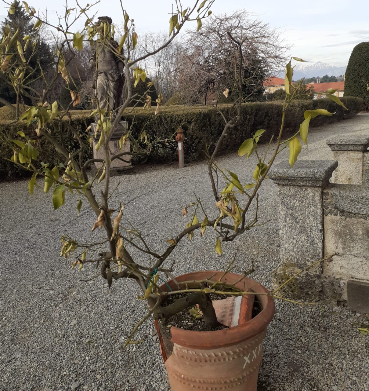 Gelo e vandali, a rischio i limoni donati dalla famiglia del compianto antiquario