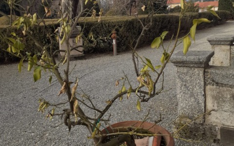 Gelo e vandali, a rischio i limoni donati dalla famiglia del compianto antiquario
