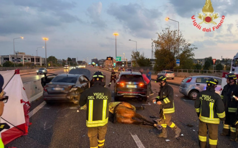 Due cavalli in Valassina, maxi incidente: morto un animale e cinque persone ferite