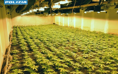 Blitz antidroga: sequestrati 35kg di marijuana e 1920 piante di canapa