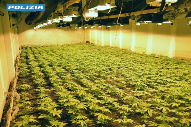 Blitz antidroga: sequestrati 35kg di marijuana e 1920 piante di canapa