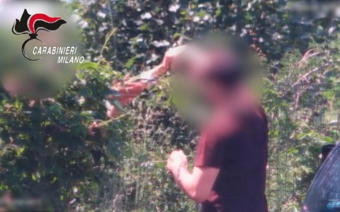Spacciavano tra i boschi, beccati grazie alla denuncia di una mamma