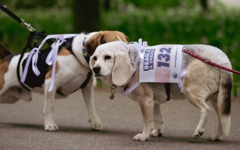 “Beagle a Spasso”, boom di partecipazione al Parco di Monza
