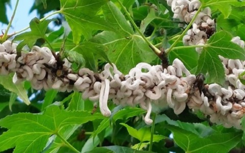 Takahashia japonica, tante le piante infestate ma l’Amministrazione rassicura: “Non è pericolosa”