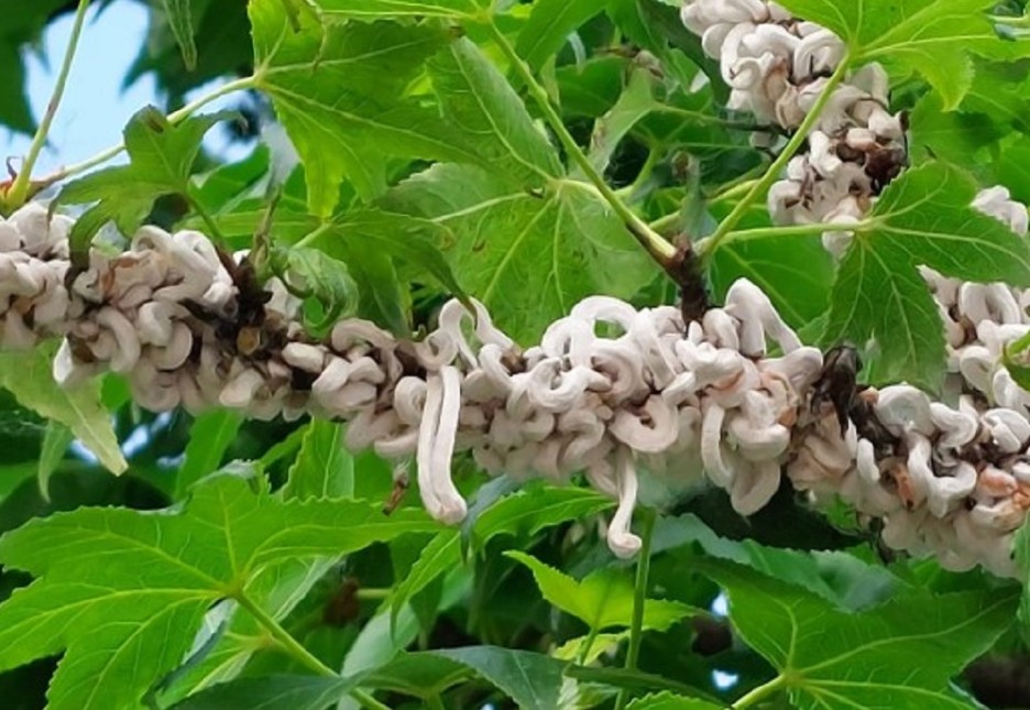 Takahashia japonica, tante le piante infestate ma l’Amministrazione rassicura: “Non è pericolosa”