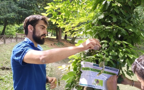 Al Parco la lotta bio contro la Takahashia japonica