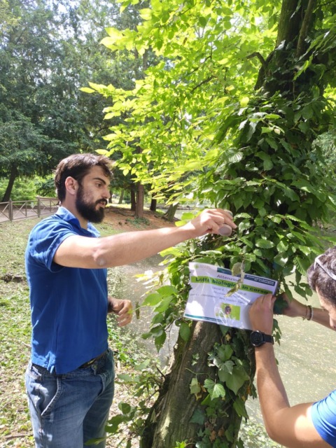 Al Parco la lotta bio contro la Takahashia japonica