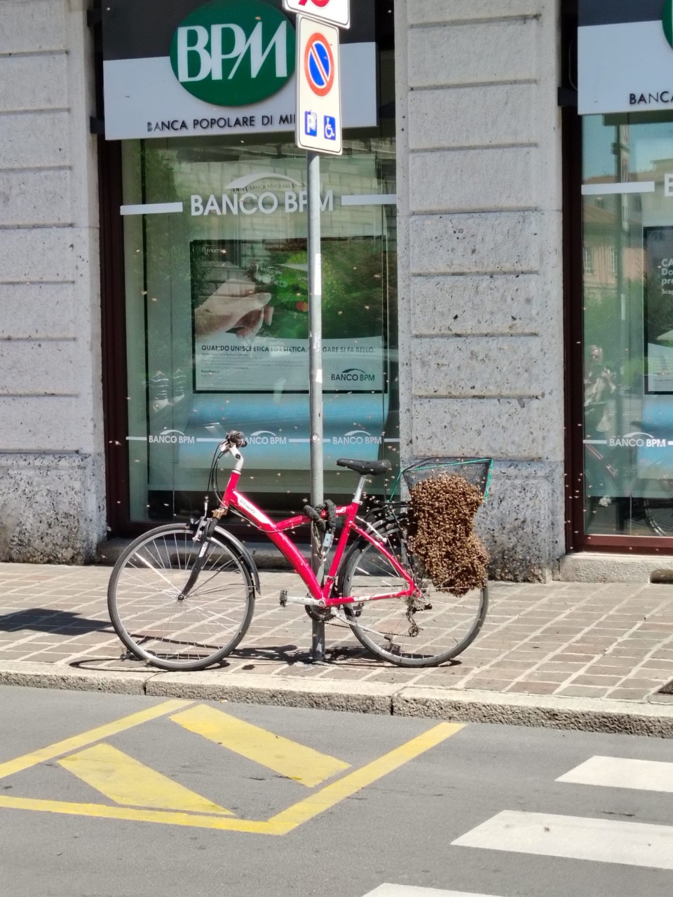 Api creano il nido nel cestello di una bici