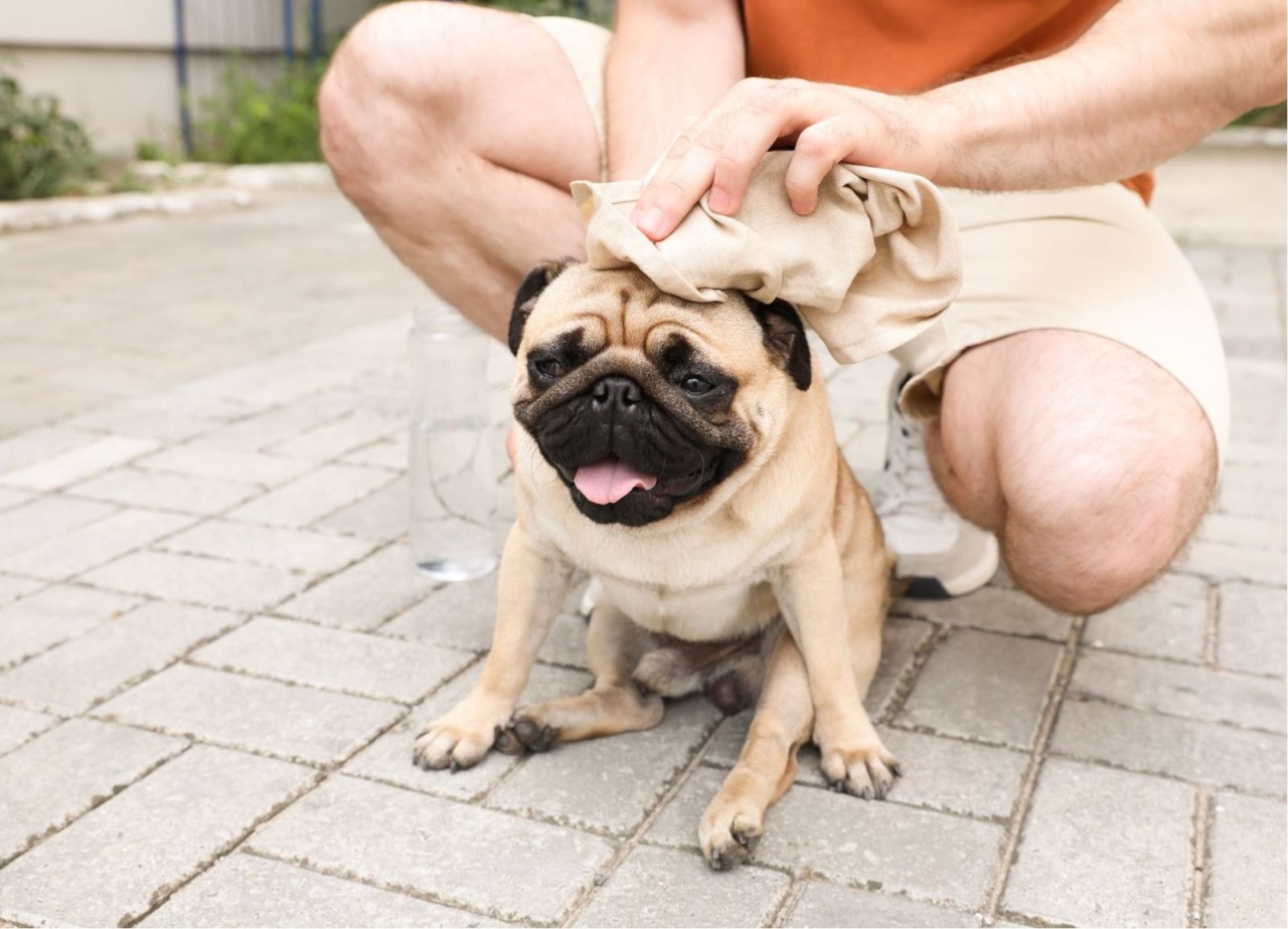 Come aiutare i nostri animali a combattere il caldo