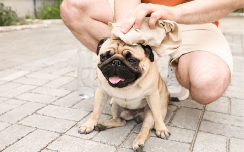 Come aiutare i nostri animali a combattere il caldo