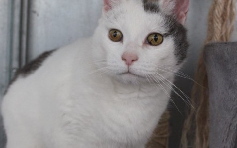 Anche cani e gatti sono in sovrappeso, i consigli dell’Enpa