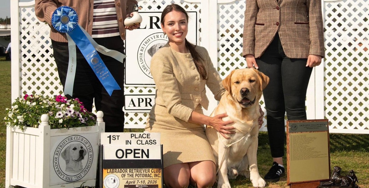 Il labrador Harry conquista gli Stati Uniti
