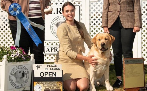 Il labrador Harry conquista gli Stati Uniti