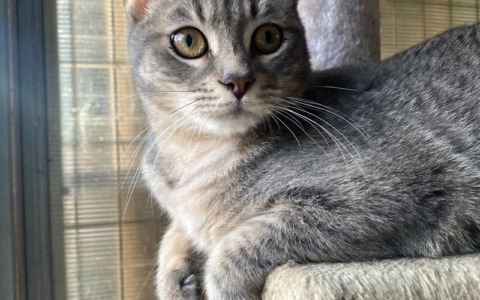 Il gatto più timido del rifugio cerca casa da un anno