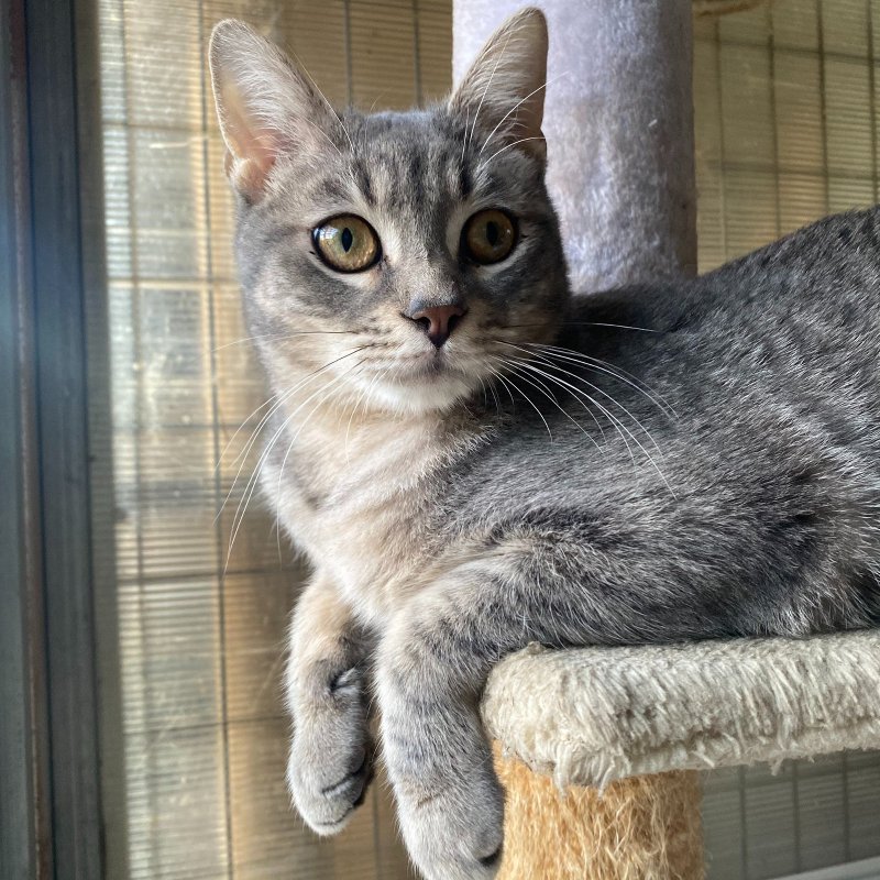 Il gatto più timido del rifugio cerca casa da un anno