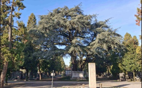 La Lombardia riconosce altri 28 alberi monumentali: 5 sono in Brianza