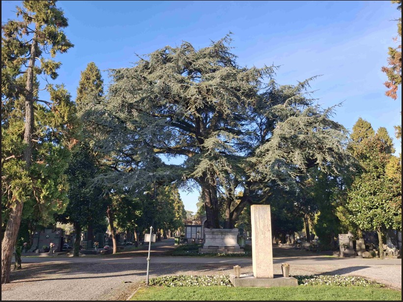 La Lombardia riconosce altri 28 alberi monumentali: 5 sono in Brianza
