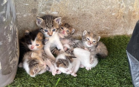 La carica dei 130: emergenza al Gattile di Monza