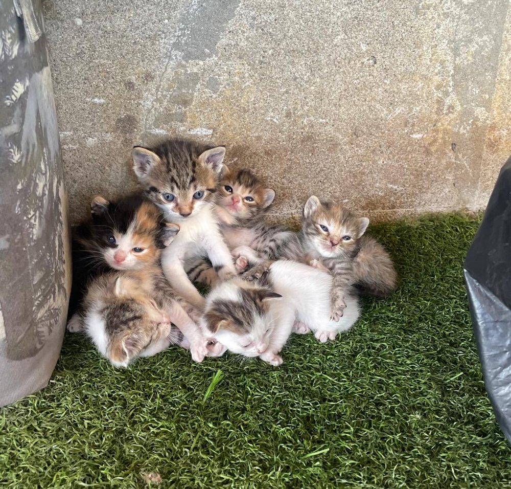 La carica dei 130: emergenza al Gattile di Monza