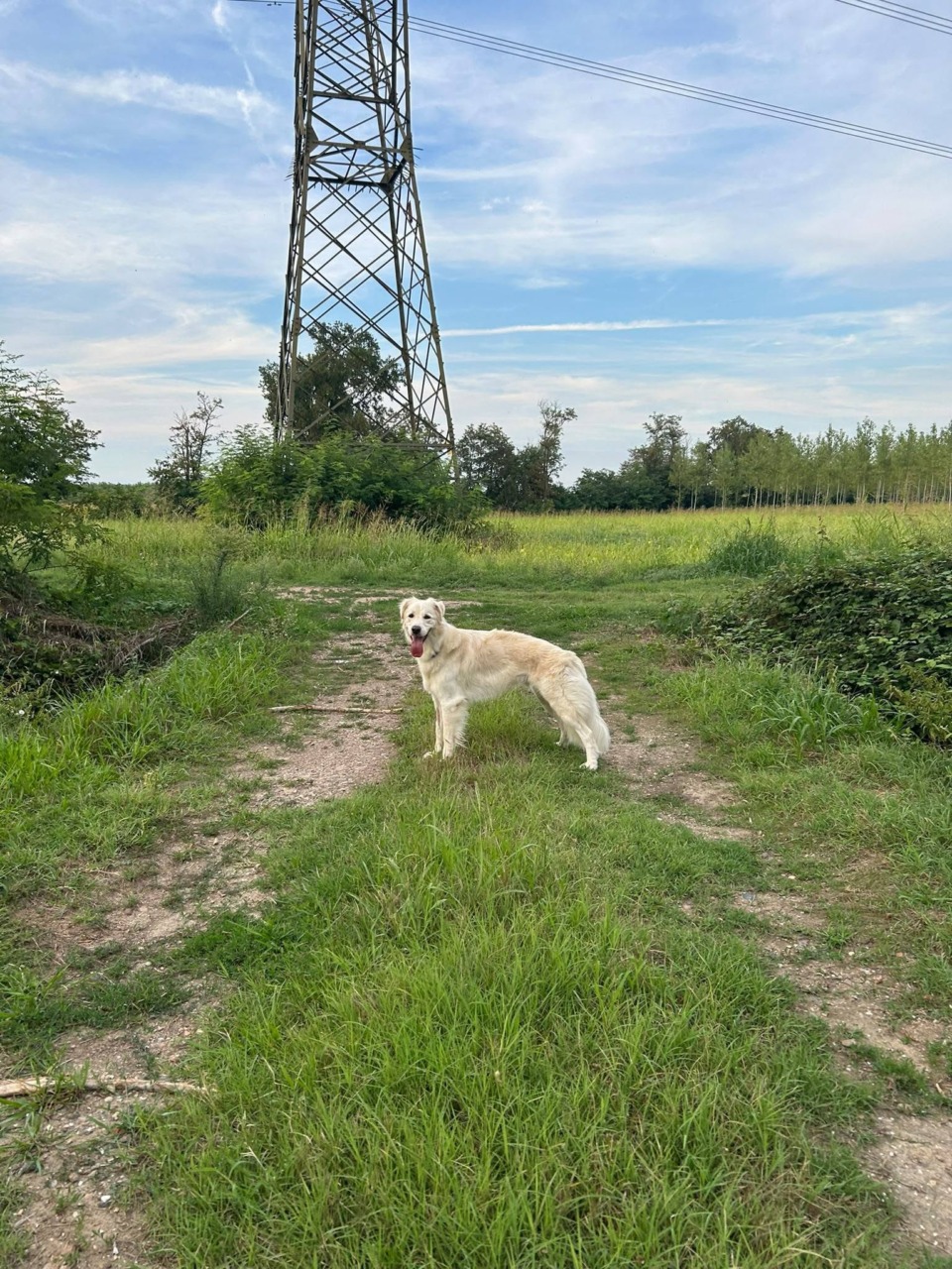 Scappa da una pensione per cani, si cerca Dorian