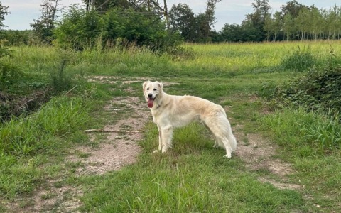 Scappa da una pensione per cani, si cerca Dorian