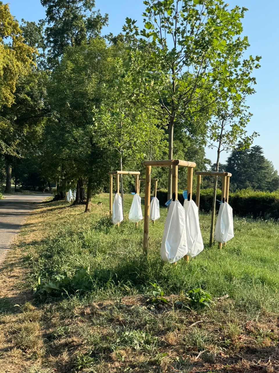 “Bagnature di soccorso” a Monza per preservare il patrimonio arboreo