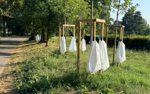 “Bagnature di soccorso” a Monza per preservare il patrimonio arboreo