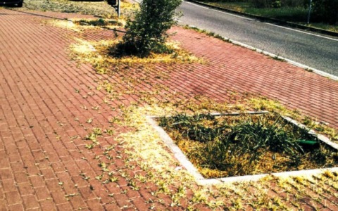 Il mistero delle piante morte su viale Lombardia