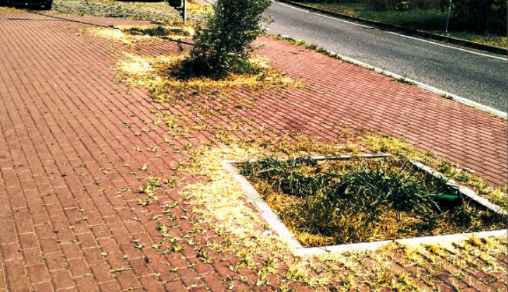 Il mistero delle piante morte su viale Lombardia