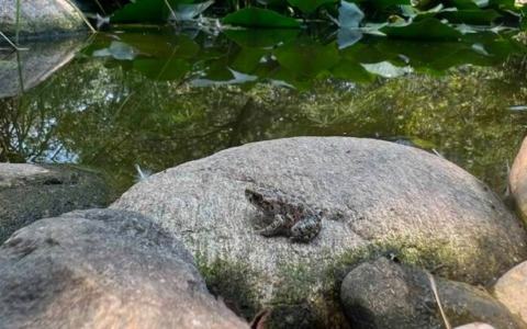Trova un rospo smeraldino nella busta di insalata e lo salva