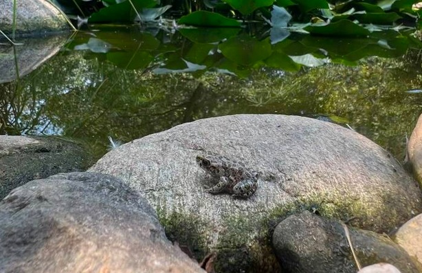 Trova un rospo smeraldino nella busta di insalata e lo salva