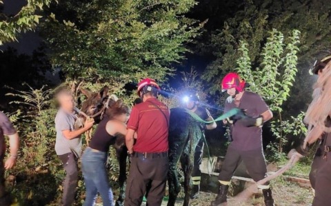 I Vigili del Fuoco salvano un’asina caduta in una fossa di liquami