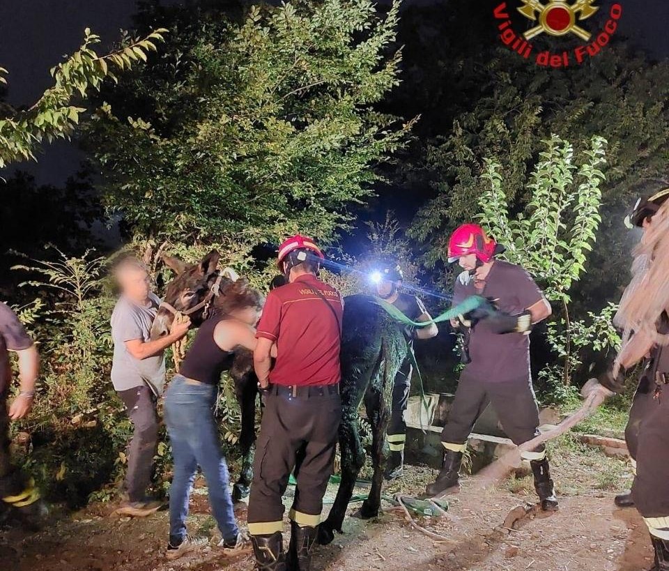 I Vigili del Fuoco salvano un’asina caduta in una fossa di liquami