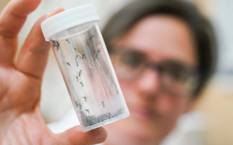 Disinfestazione straordinaria per un caso sospetto di Dengue
