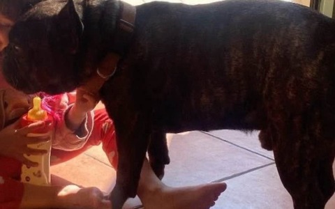 Scomparso Bonito, il bulldog francese dell’ex sindaco di Arcore