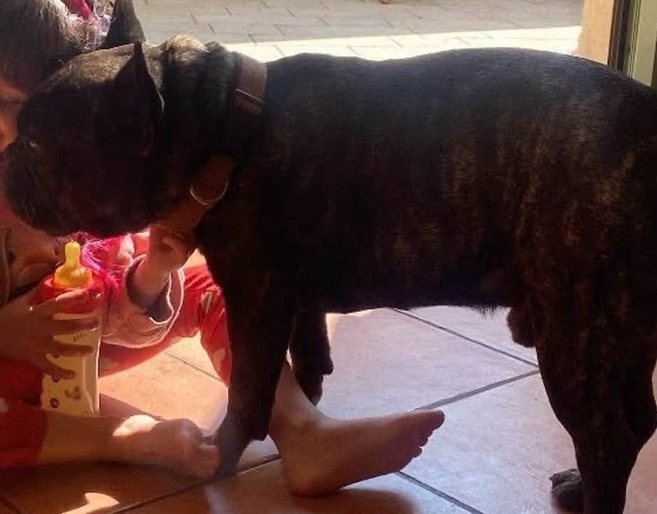 Scomparso Bonito, il bulldog francese dell’ex sindaco di Arcore