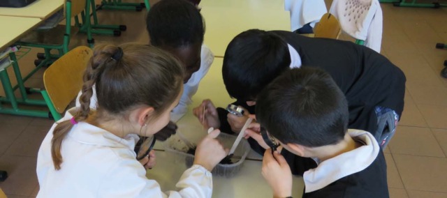 Tornano i laboratori di educazione ambientale nelle scuole targati Gelsia Ambiente