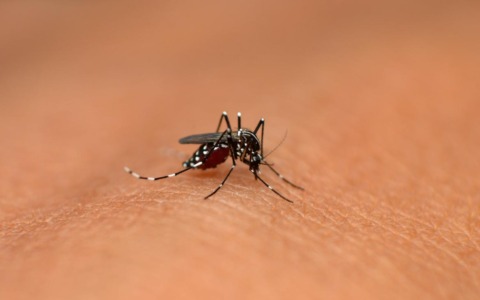 Allarme Dengue a Seveso, terzo caso sospetto: scatta un intervento straordinario di disinfestazione