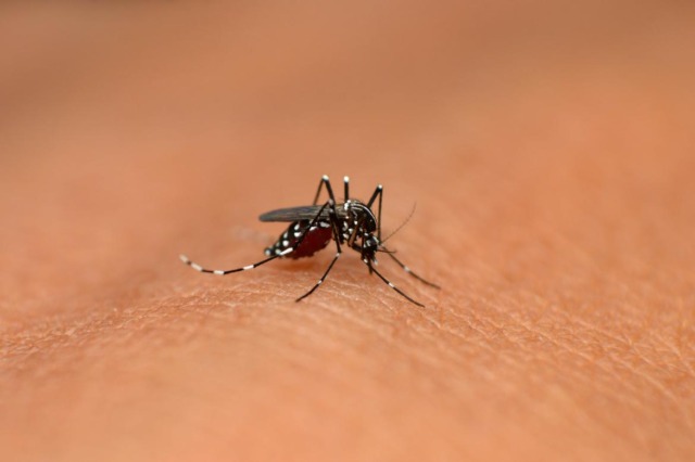 Allarme Dengue a Seveso, terzo caso sospetto: scatta un intervento straordinario di disinfestazione