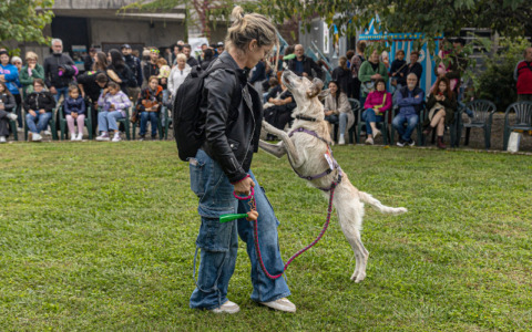 Giornata degli Animali 2026, doppio appuntamento con ENPA Monza e Brianza